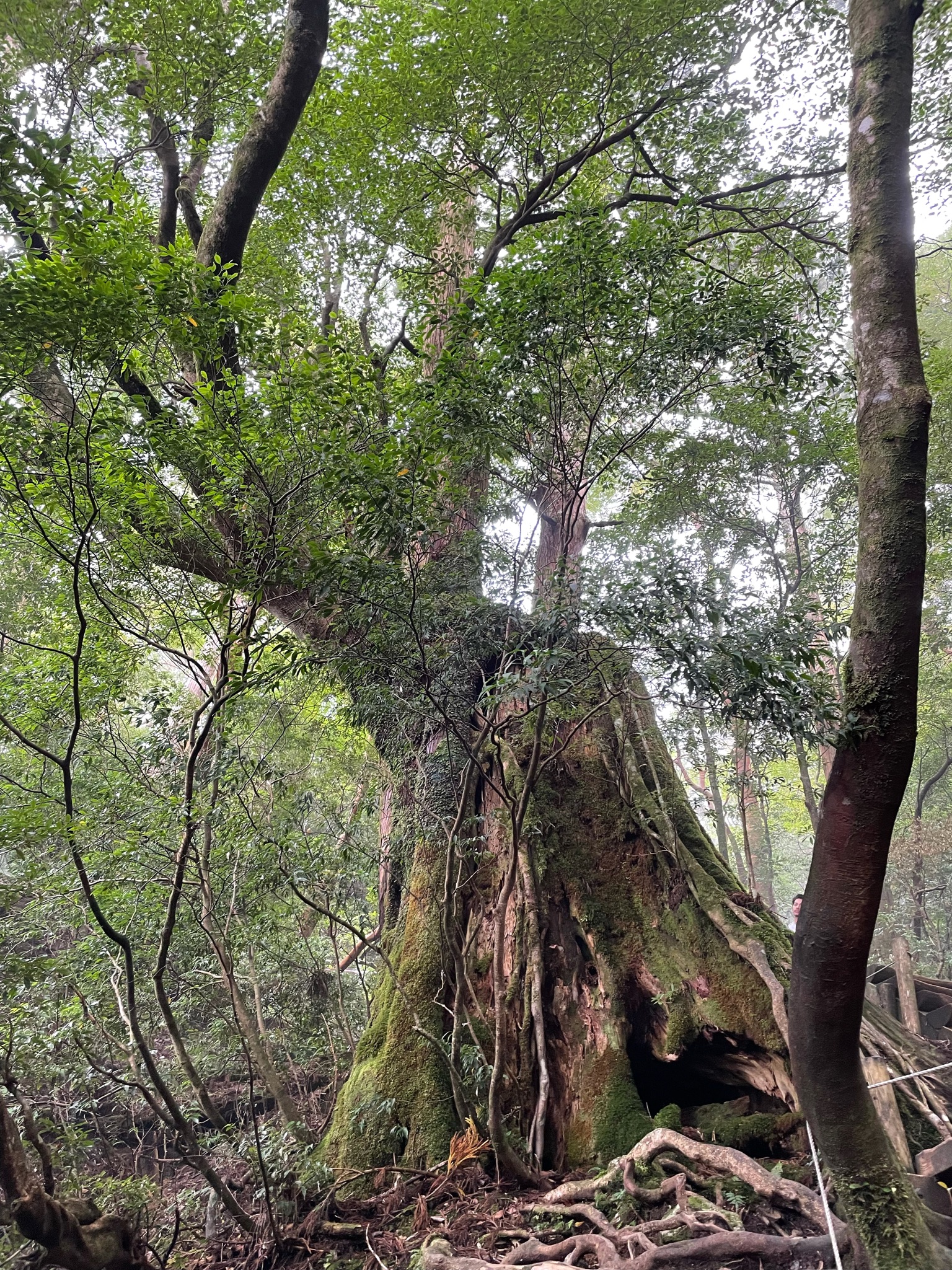 屋久島大王杉